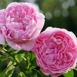 Roseira 'Mary Rose'